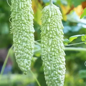 15 Bitter Melon Seeds Green Bitter Gourd Vegetable for Home Garden Fast Growing Climbing Vine Ideal for Trellis Support Continuous Summer Harvests