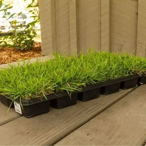 1,000,000PCS 1lb  grass seeds Warm-Season Grass Dense, Carpet-Like Growth, Fine Texture, and Overall Durability for Lawns, Golf Courses, and Other Landscape Applications Grass Seeds