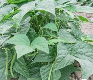 Contender Bush Beans Heirloom Seeds
