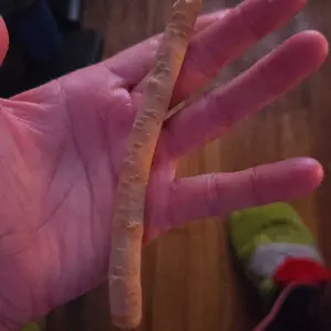 Zenia Sewak Miswak Natural Toothbrush Stick Oral Daily