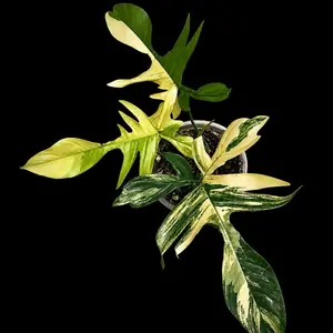Philodendron Florida Beauty Tissue Culture
