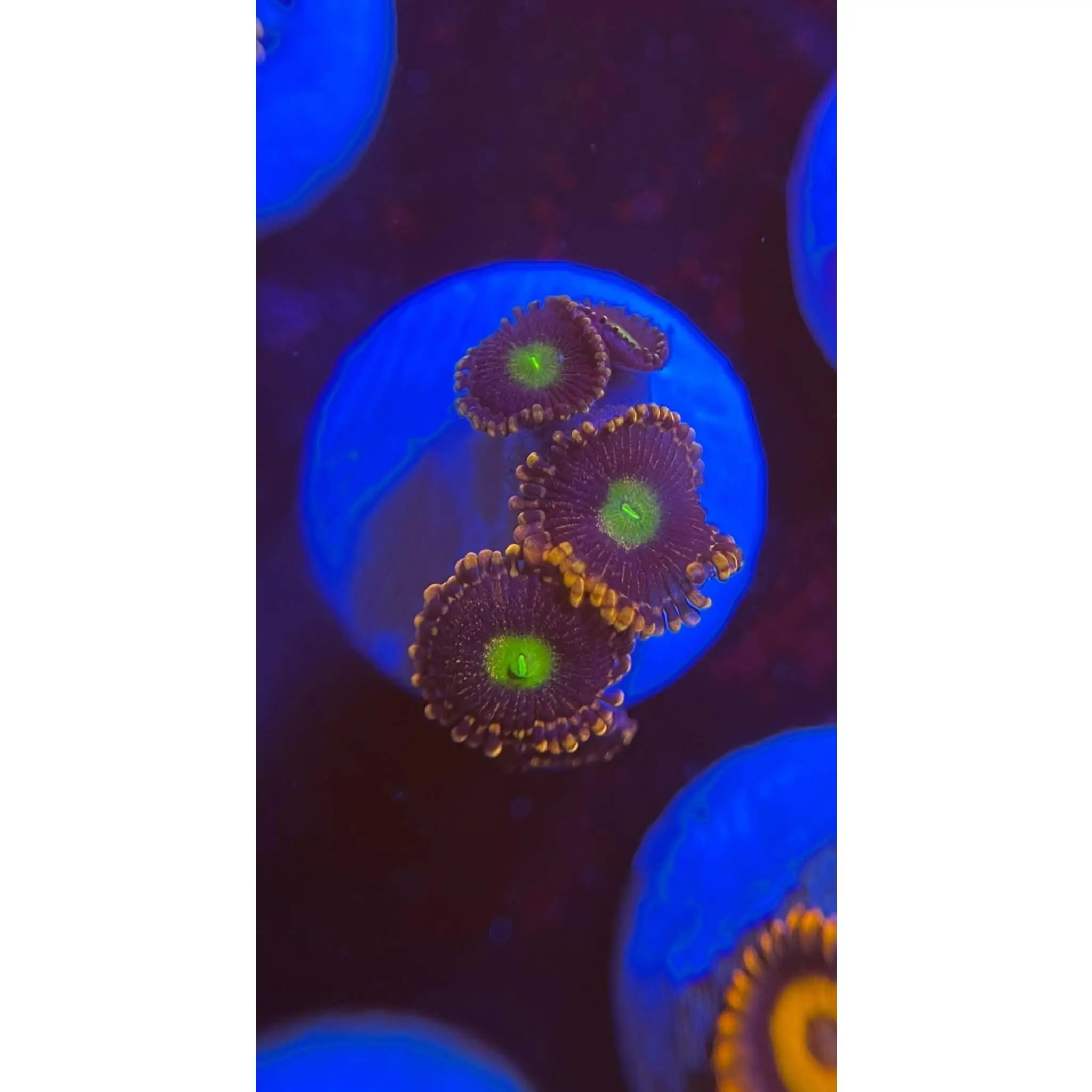 Pinwheel Zoanthid