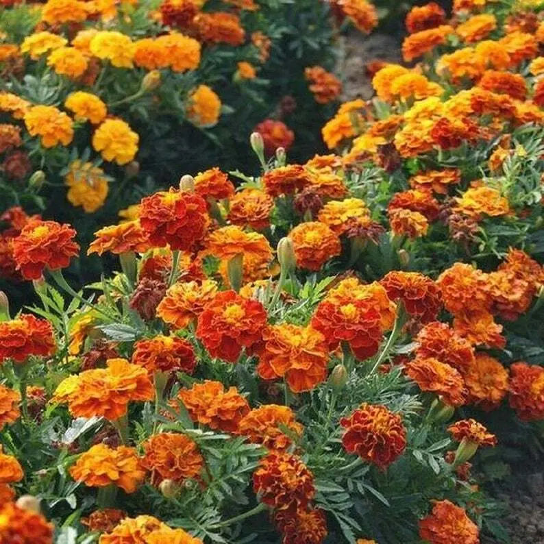 French Marigold Mix LANDSCAPER'S PACK BULK Assorted Heirloom Non-GMO 1000 Seeds!