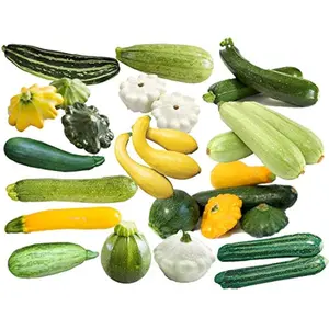 This is a Mix 50 Zucchini and Squash Mix Seeds 12 Varieties Non-GMO Delicious Grown in USA. Rare Super Profilic Cucurbita Pepo