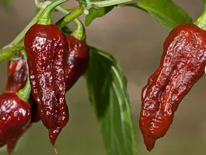Bhut Jolokia Naga Chocolate | Ghost Chili Pepper | 20_Seeds