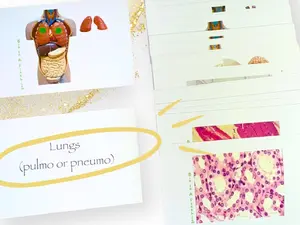 Major Organs and Tissues Part 1 Anatomy Flashcards