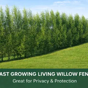 Hybrid Willow Cuttings