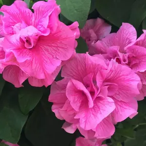 Green River 50 Double Pink Petunia Seeds- flower seed pack, premium petunia flower seeds, trailing annuals for hanging baskets, easy to grow, pollinator friendly, perfect for summer gardens, vibrant pink blooms, seeds for planting outdoors