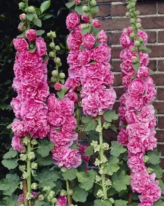 25 Chaters Bright Pink Hollyhock Flower Seeds