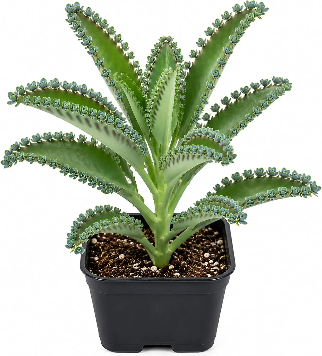 One Mother of Millions Live Plant, 2 Inch Pot | Potted Kalanchoe delagoensis Succulent | Easy Care Houseplant by CZ Grain | Low Water Tropical Succulent
