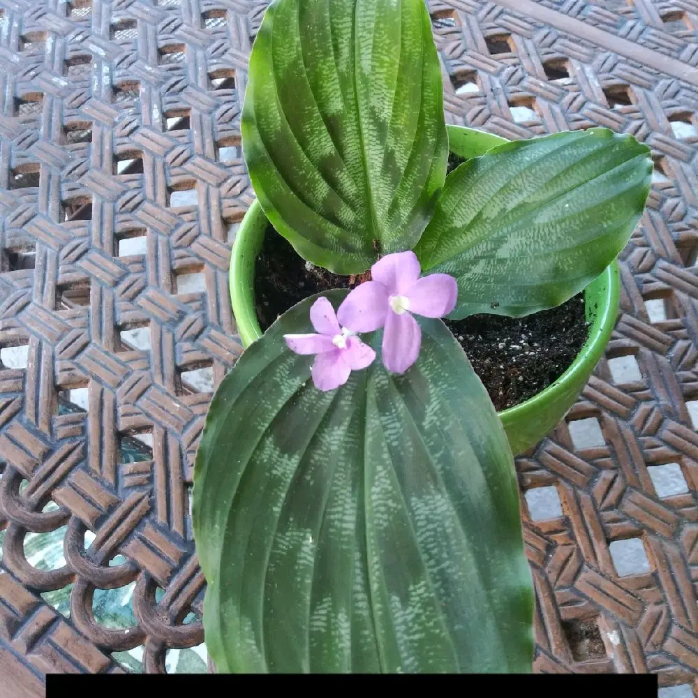 Peacock Ginger plant - Resurrection - Lily Kaempheria - seedling