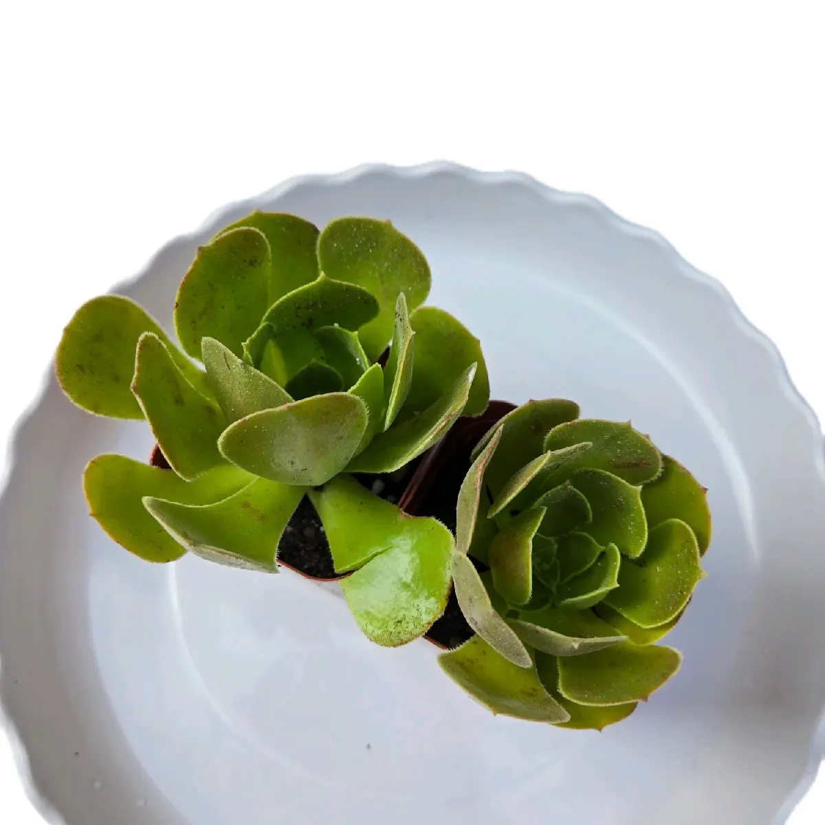 Aeonium Canariensis (1) Succulent for Garden 2 inch