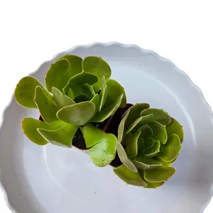 Aeonium Canariensis (1) Succulent for Garden 2 inch