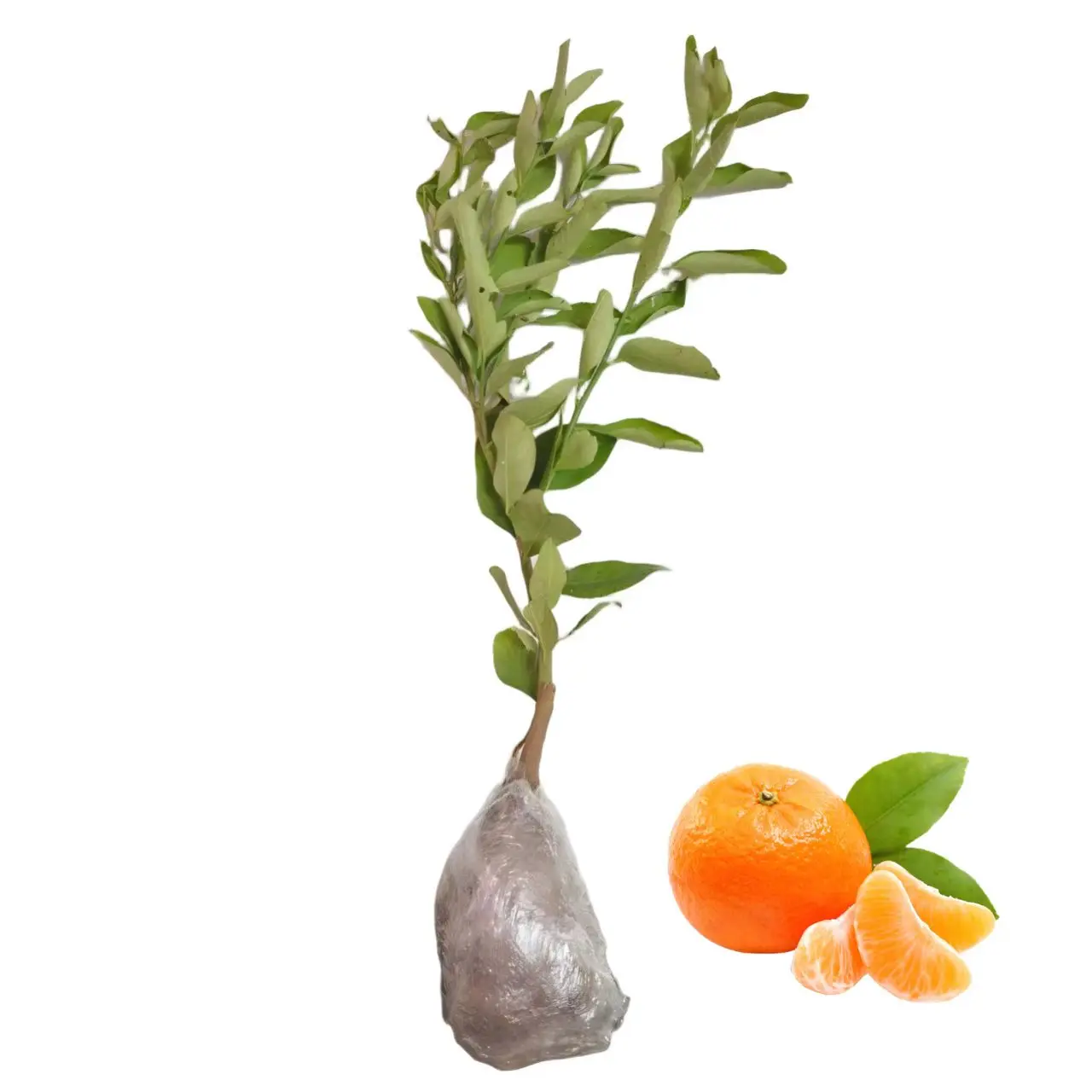Citrus reticulata Live Mandarin Orange Tree Seedling, Sweet Edible Citrus Sapling for Balcony Large Pot Backyard Garden, Easy Grow Potted Fruit Starter Plant