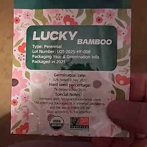 Lucky Bamboo Cypress Seed  - Live Indoor Houseplants for Home Decor,  Bamboo Plant, Indoor Low Light Plants, Feng Shui