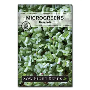 Microgreens Broccoli