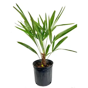 Needle Palm - Live Plant in a 10 Inch Growers Pot - Rhapidophyllum Hystrix - Rare Ornamental Palms from Florida