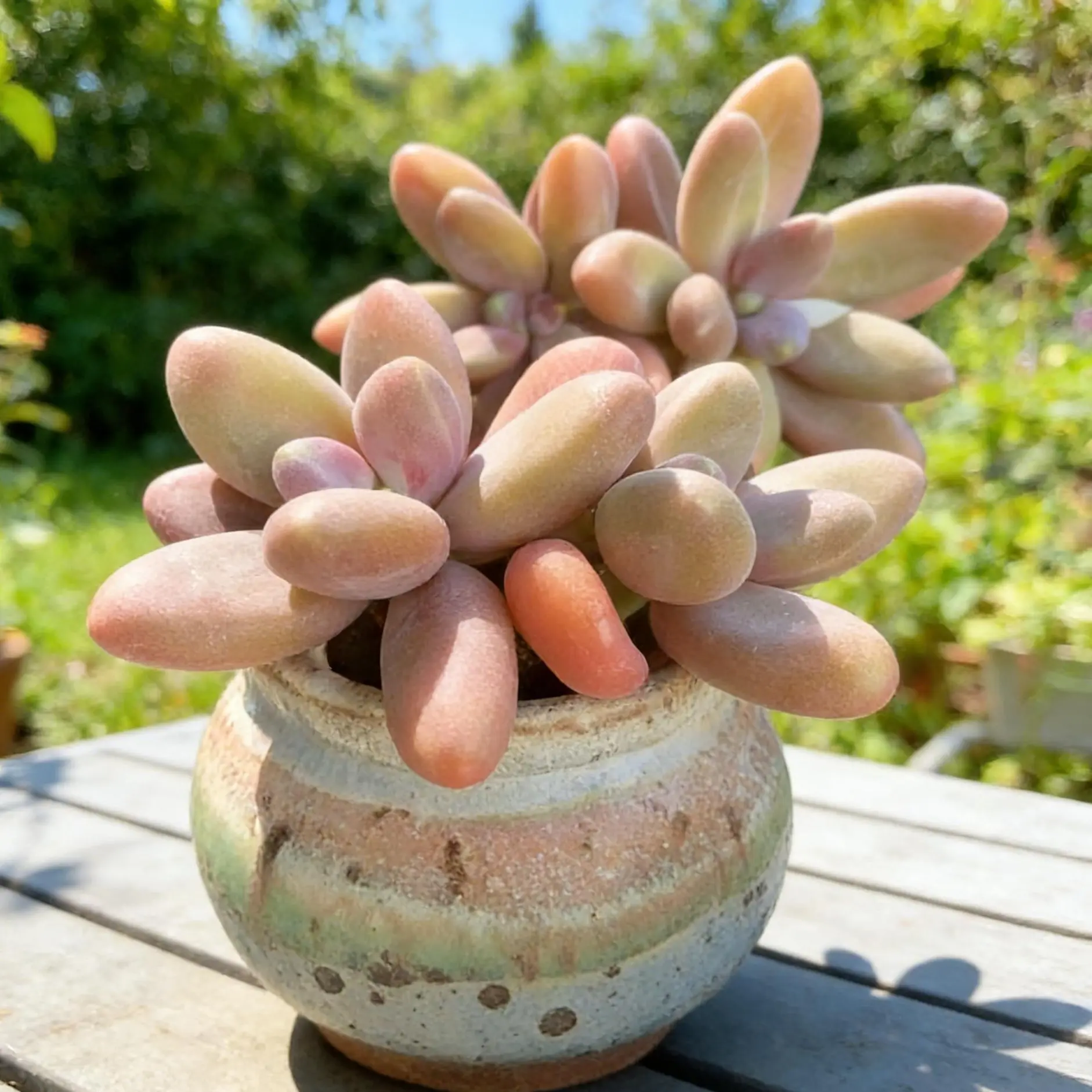 Rare Pachyphytum ‘Captain Jessop’ Succulent  Bare Root Live Plant | Easy Care Indoor Plant, Perfect Gift & Desk Decor