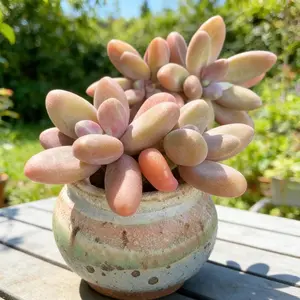 Rare Pachyphytum ‘Captain Jessop’ Succulent  Bare Root Live Plant | Easy Care Indoor Plant, Perfect Gift & Desk Decor
