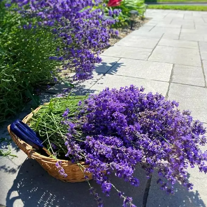 1000Pcs Non-GMO Wildflower Seed for Planting Indoor/Outdoor, High Germination Rate, Low Maintenance, Long-Lasting Blooms, Premium Flower Seeds