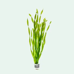 Vallisneria Contortionist