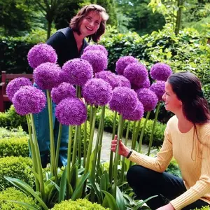 1000pcs Purple Blue Rare Plant Flower Seed for Planting Giant Allium Seeds for Planting Globemaster Allium Giganteum Flower Seeds Outdoor Home Garden Flower