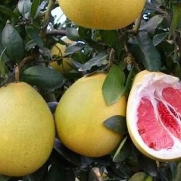 5 Citrus Red Flesh Seeds | Chinese Grapefruit | Pomelo | Pumello Seeds