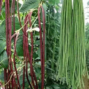 100+ Green or Red Cowpea Yard Long Bean Seeds - Heirloom, Non-gmo Yardlong Beans for Your Garden