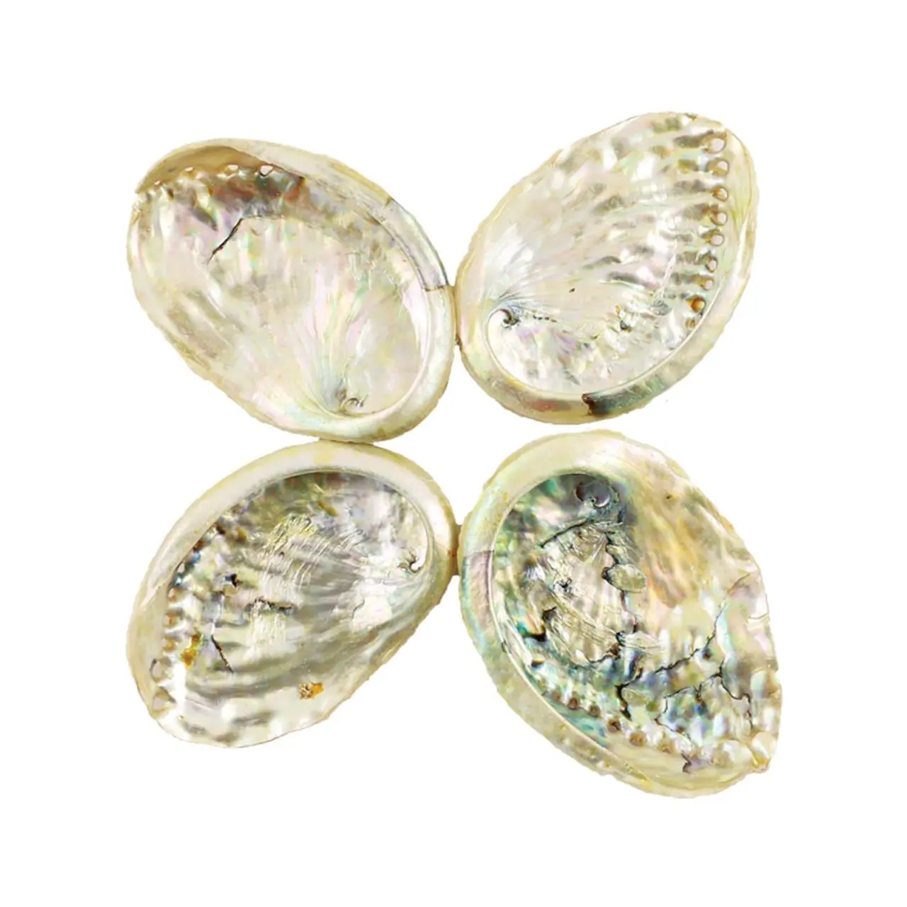 3"- 4" Abalone Shell