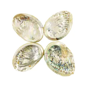 3"- 4" Abalone Shell