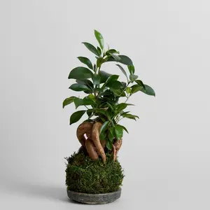 Ficus Bonsai Kokedama