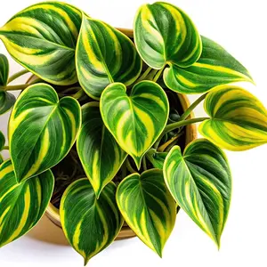 Lemon Jade Brasil Philodendron – Live Plant in 2 Inch Pot - Striking Variegated Foliage with Bold Yellow-Green Centers
