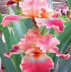 50 Heirloom Iris Seeds Fragrant Flower Plant (much less money than bulbs) - FRESH SEEDS - Limited Supply - Order Soon - Thank You