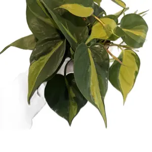 4” ‘Brasil’ Philodendron Cordatum | Heartleaf Philodendron ‘Brasil’