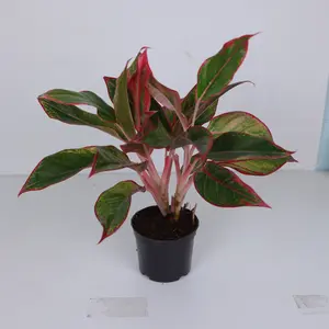 RZ-17   Aglaonema Siam   Live Plant 4 Inch Pot Tropical Indoor Decorative Houseplant