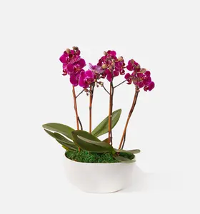UrbanStems The Orchid Garden | UrbanStems Next Day Gift Delivery - Vibrant Purple Orchid Plant in White Pot