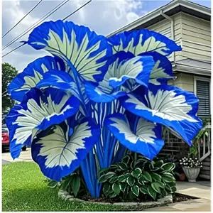 800pcs Colorful Hosta Seeds for Planting Unique Mix of Vibrant, Elephant Ear-Shaped Leaves Rare Non-GMO Perennial Shade Plants Easy to Grow,Fast-Growing Low Maintenance Perfect for Indoor Pots, Outdoor Gardens, Tropical Landscaping & Bold Garden Borders