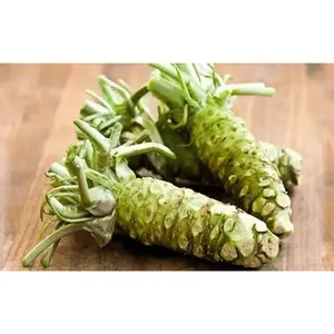 Wasabi True Cool Shade Perennial Gourmet Seeds 150 Ct Eutrema japonicum Fast-Growing Edible Garden