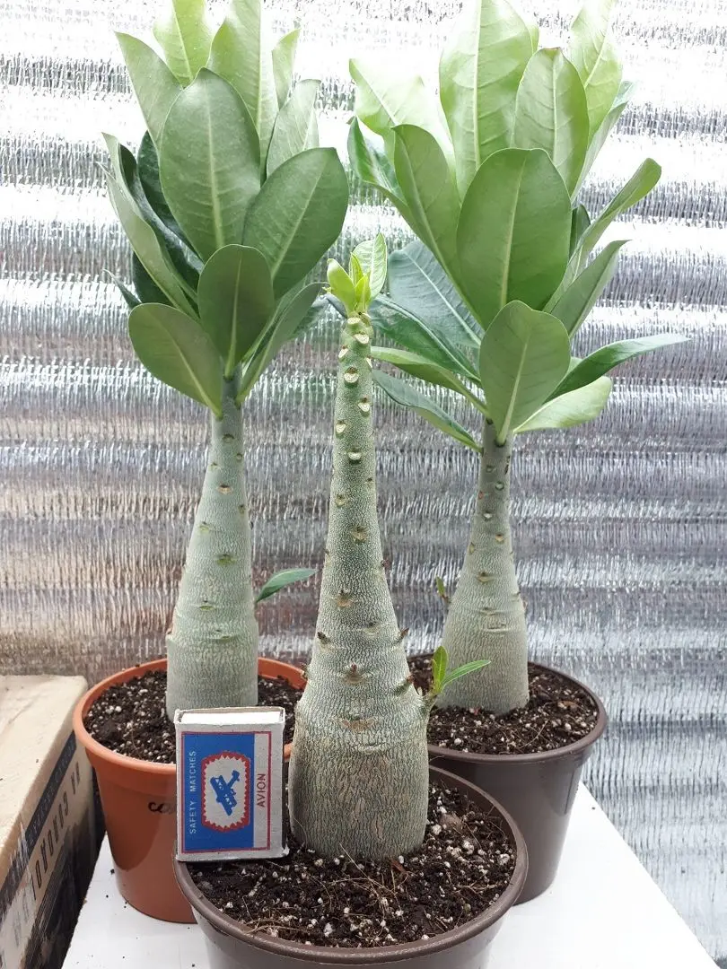 3PC  Unique Caudex Desert Rose Adenium Obesum Live Starter Succulent Plant, Easy To Grow Flower Succulent for Indoor Outdoor Home Gardening