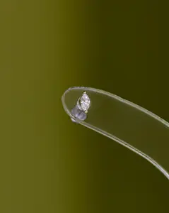 14K Single Marquise Stud