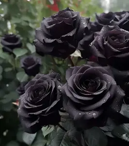 Grow Rare Black Roses – Non-GMO Heirloom Seeds for Indoor and Outdoor Gardens-200 Rare Black Rose Seeds-Rose Flower Seeds for Planting Outdoor-Fragrant Non GMO Heirloom Garden Home Great Gardening Gifts