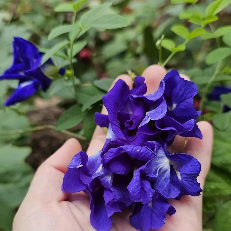 Butterfly Pea Seeds | Clitoria Ternatea | Blue Herbal Tea Plant | Natural Food Coloring | Edible Flowers & Vine | Non-GMO seeds, Easy to Grow