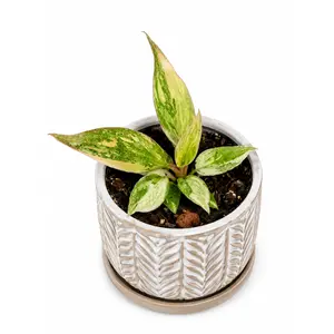 3" Philodendron Caramel Fire Tiger