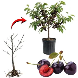 Black Cherry Trees Live Plants Bare Roots, Sweet Cherry Fruit Tree Plant for Gardening Outdoor, 1 to 1.5 FeetTall