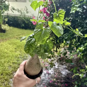 Gerrardanthus Macrorhizus 'Big foot' - 4" pot