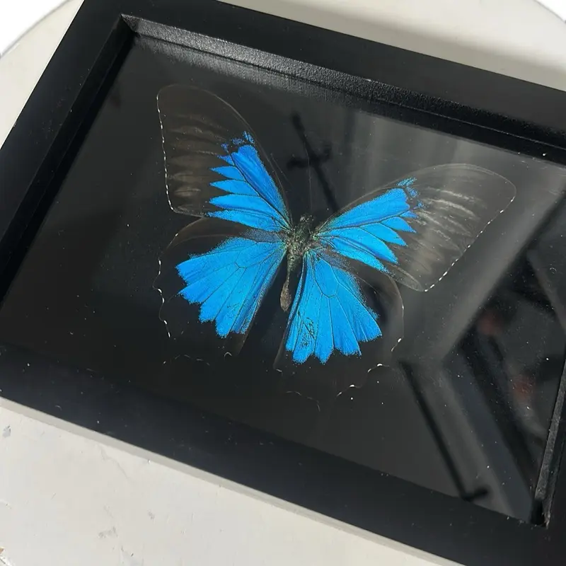 Blue Mountain Swallowtail Butterfly Frame