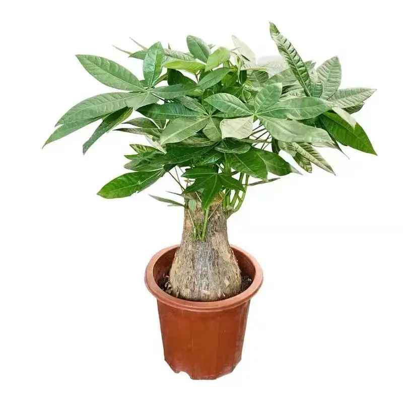 Novice Friendly Pachira Aquatica Root Sapling Indoor Tabletop Decor Foliage Kit