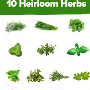 4500+ Culinary Herb Seeds – Non-GMO, Heirloom Variety, Perfect for Indoor or Outdoor Herb Gardens, Includes Basil, Cilantro, Parsley, and More