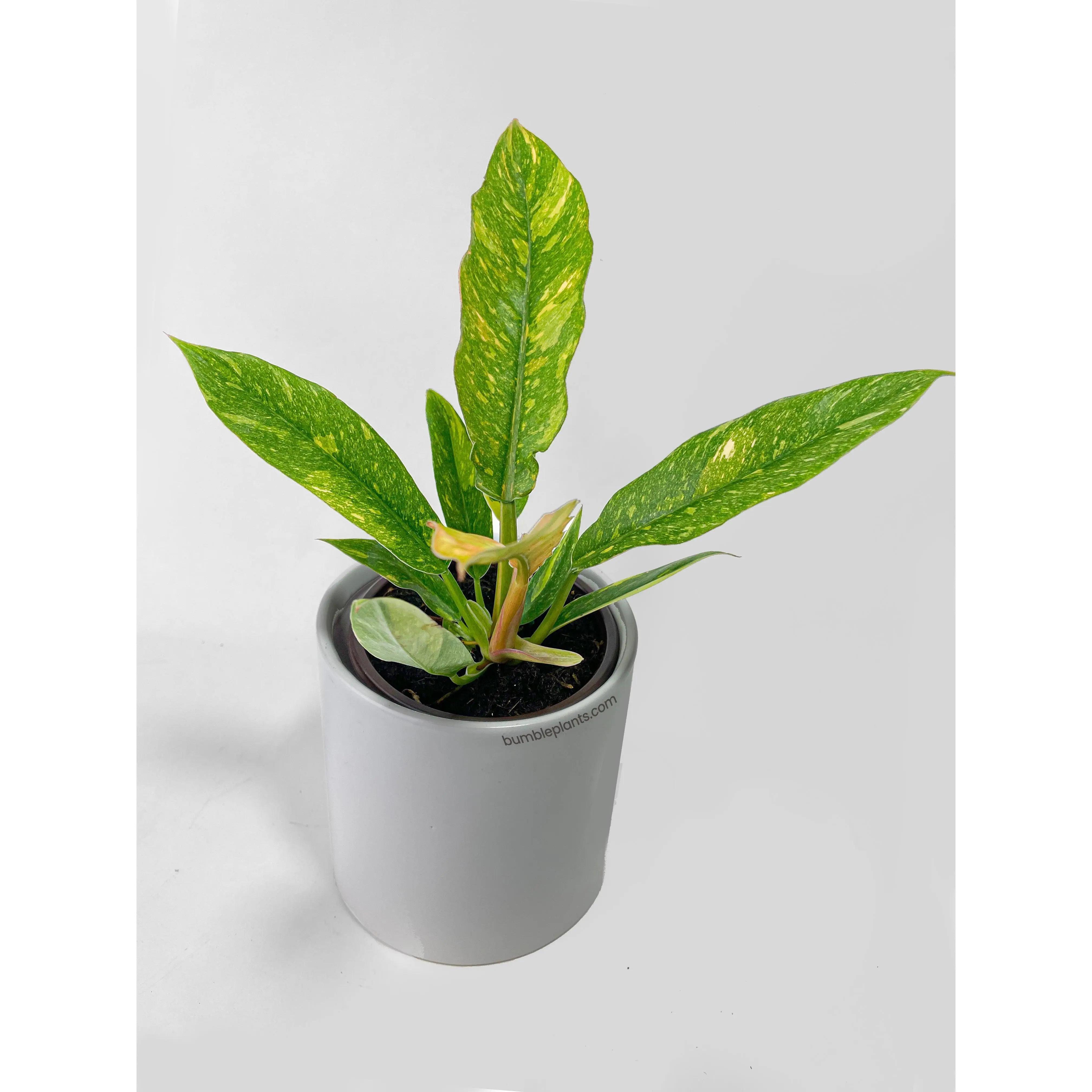 Variegated Philodendron Ring of Fire