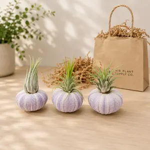 Gift Wrapped Set of 3 Purple Urchins with Tillandsia Air Plants